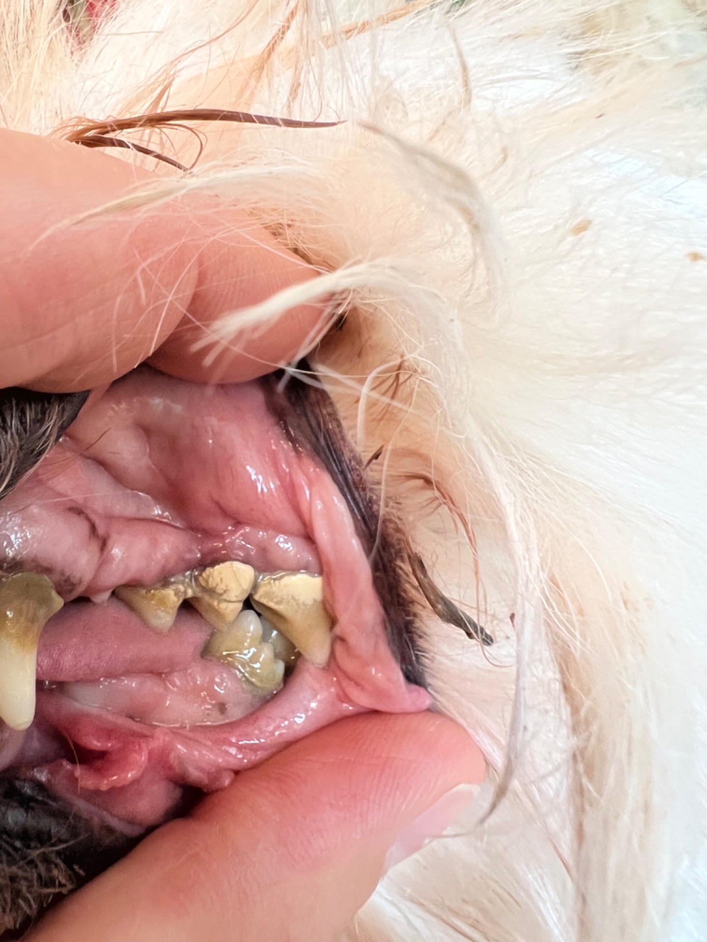 Här behöver man gå till veterinären för att ta bort tandstenen.