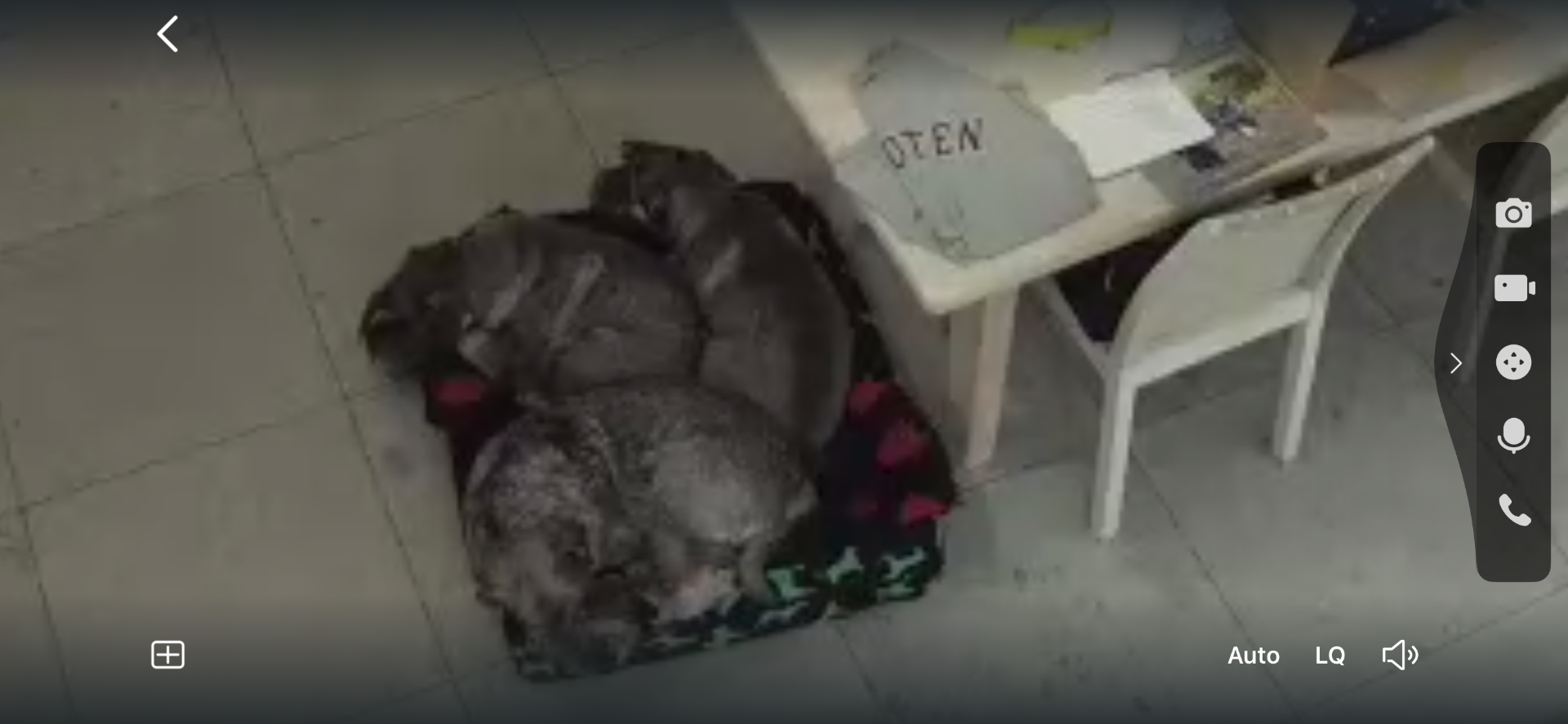 Så här mysigt hade hundarna det ihop idag när jag tittade till dem. 