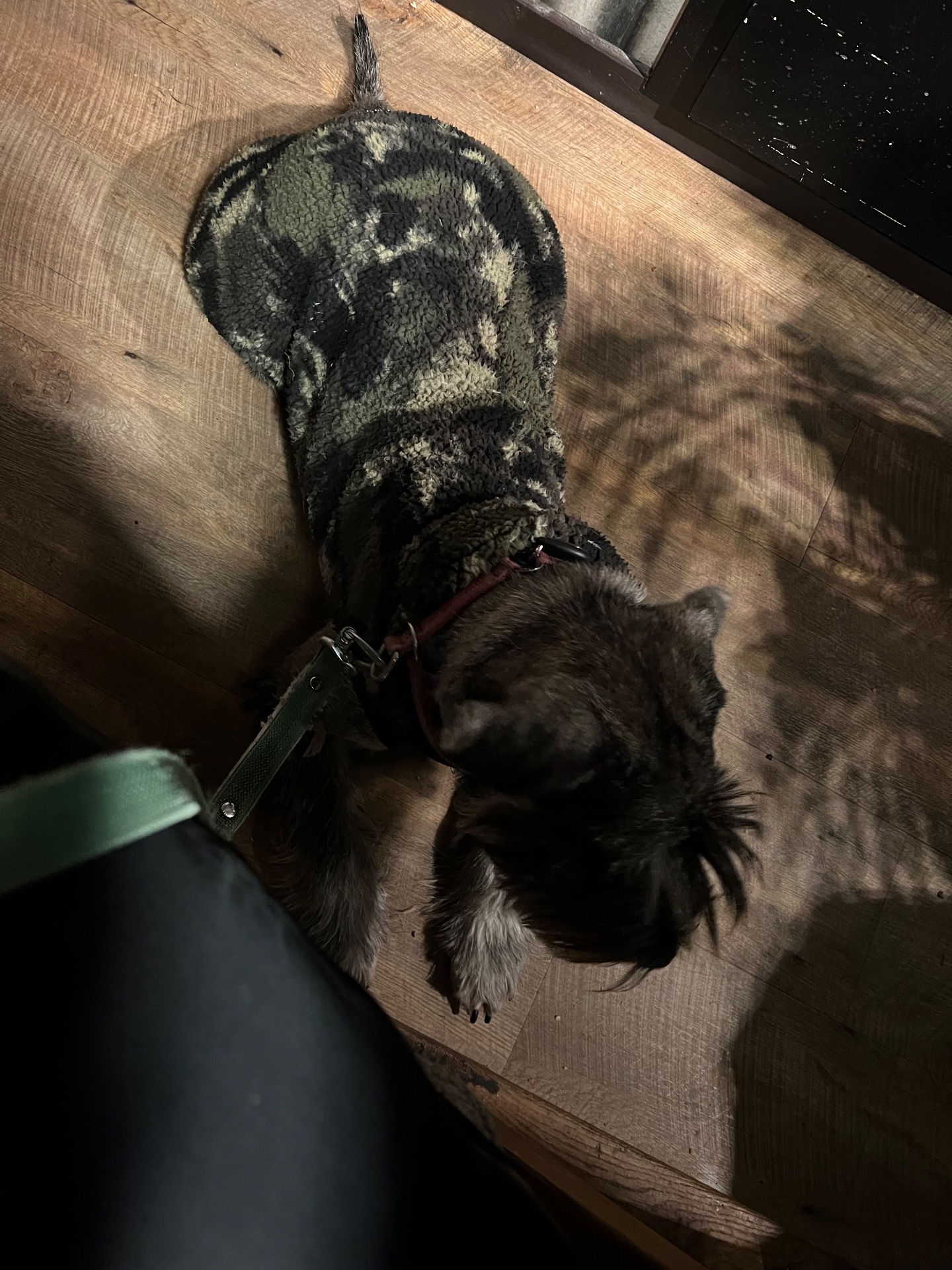 TippTapp tränar att ligga still på cafe