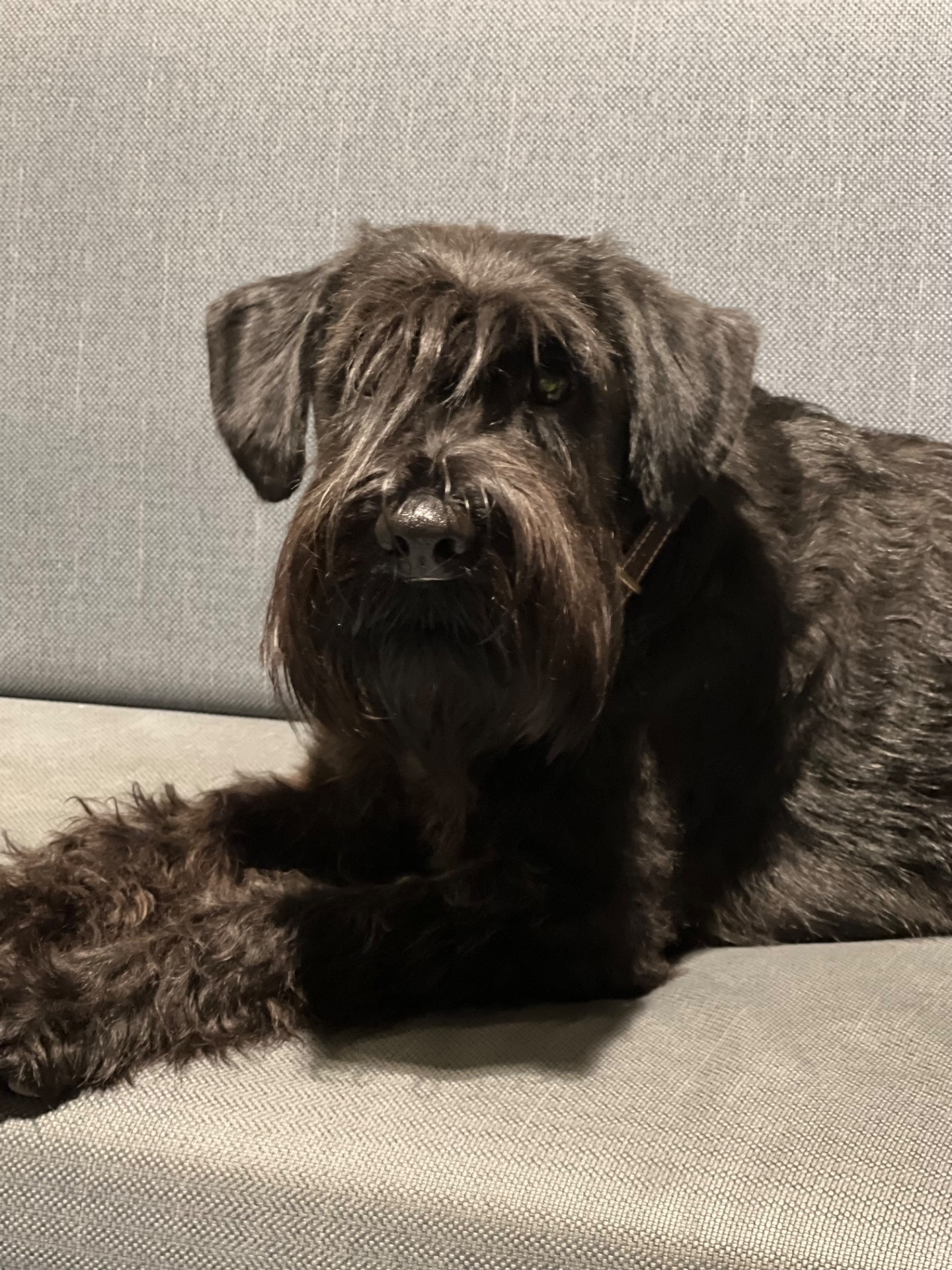 En lite ojden Babsan på båten hem, ojden betyder trött på gotländska