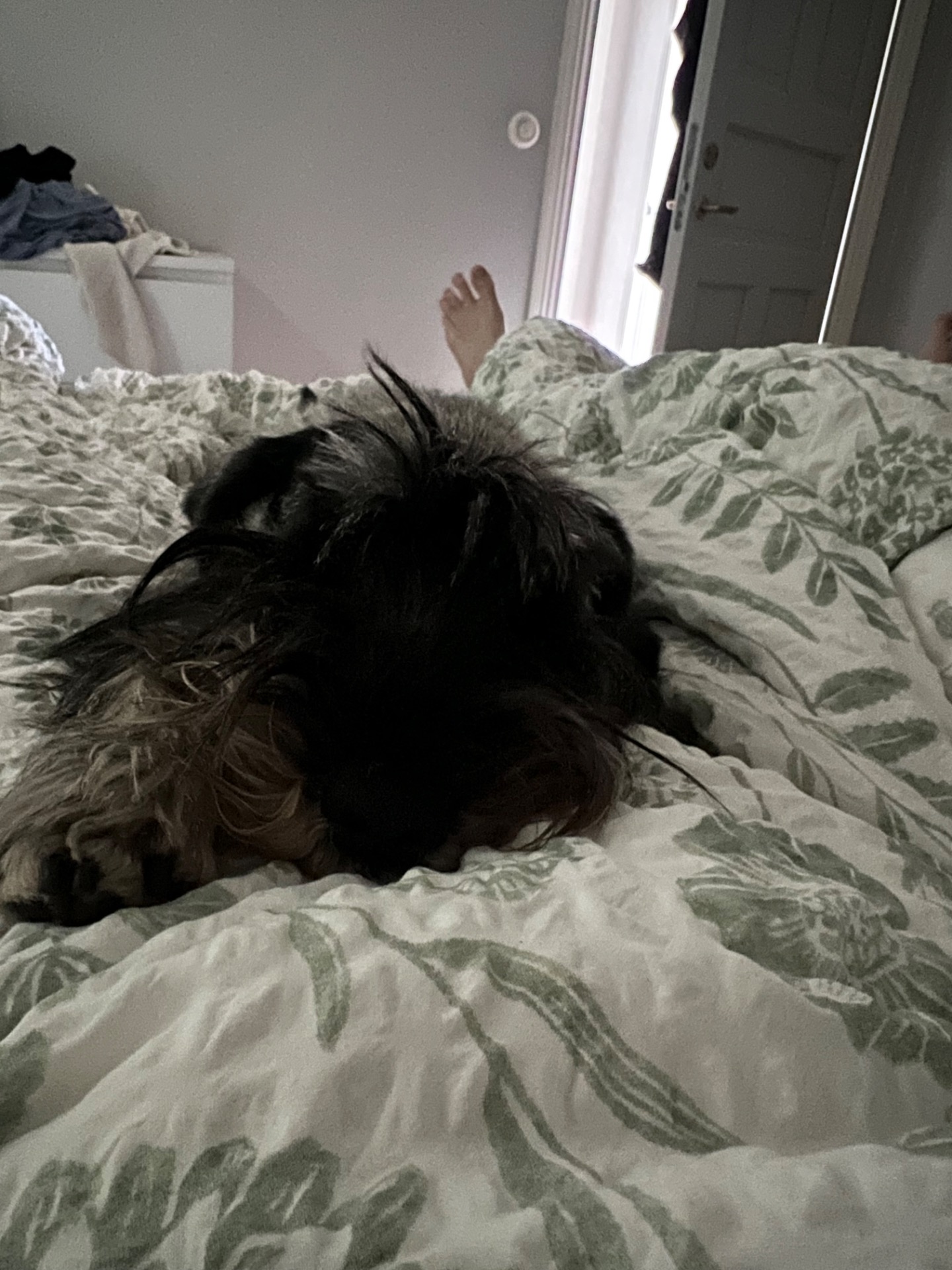 TippTapp som alltid kommer och säger godmorgon och myser. Hoppas att hennes kärleksfullhet går i arv. Jag tror det.