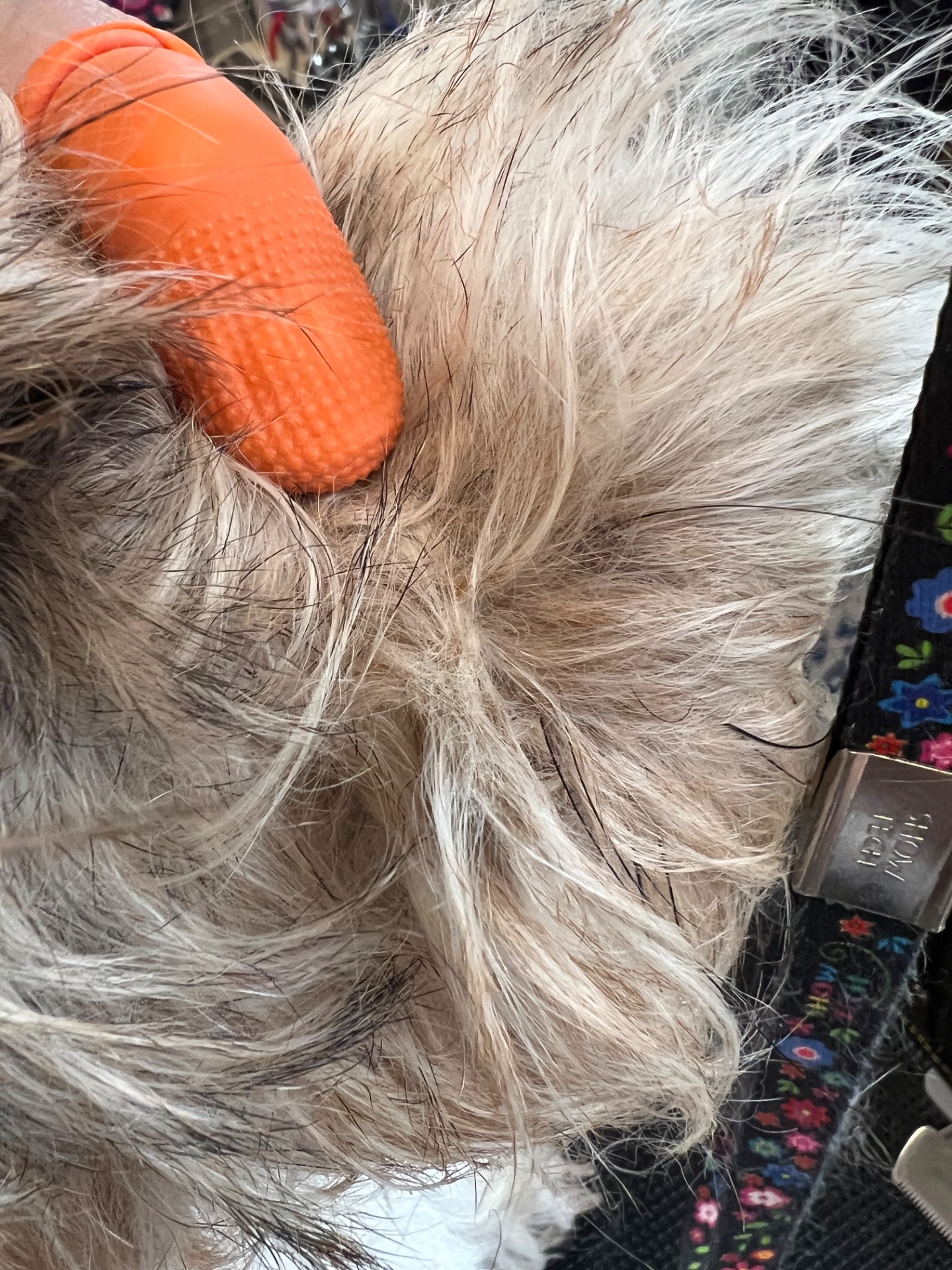 Tovor i hundskägg