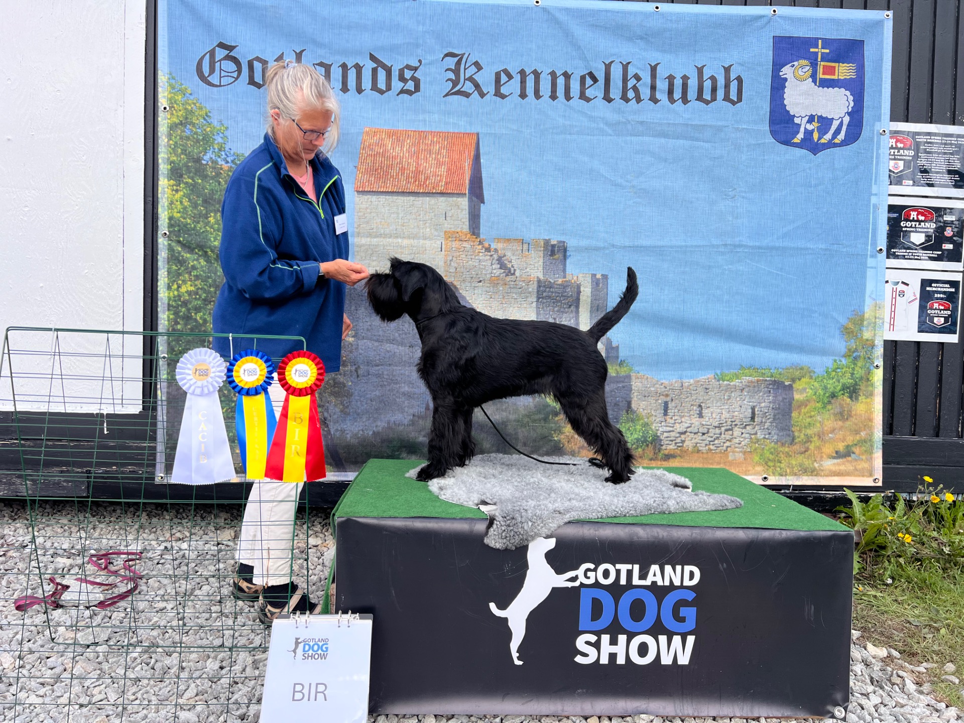 svart schnauzer uppfödd av Sara Berg som är uppfödare av schnauzer svart och peppar och salt